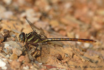 Aphylla williamsoni, female